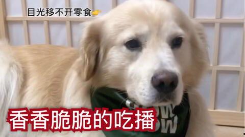 狗子的最新爆料视频大全,揭秘娱乐圈幕后真相  第2张